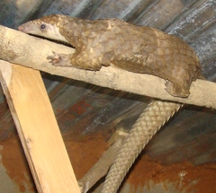 Phataginus tricuspis