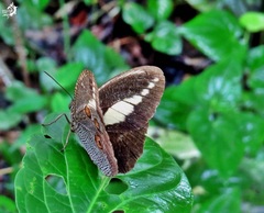 Dasyophthalma creusa