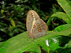 Dasyophthalma creusa