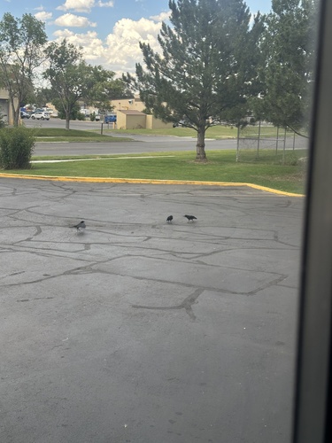 iNaturalist observation 2025-07-14