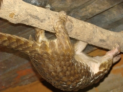 Phataginus tricuspis