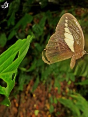 Dasyophthalma creusa