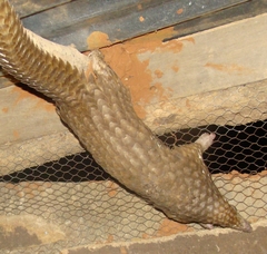 Phataginus tricuspis