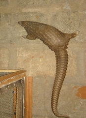 Phataginus tricuspis