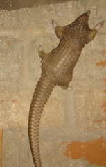 Phataginus tricuspis