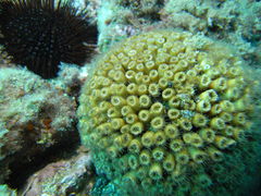 Cladocora caespitosa