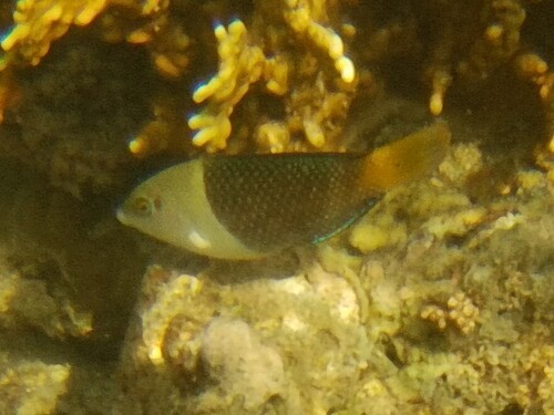 Blackedge thicklip wrasse (Hemigymnus melapterus) — Labridae — 5