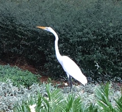 Ardea alba