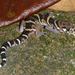 Gecko Atigrado - Photo (c) Josiah Townsend, algunos derechos reservados (CC BY-NC-ND), uploaded by Josiah Townsend