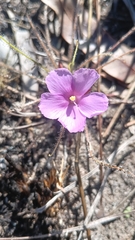 Byblis filifolia