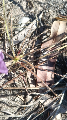 Byblis filifolia, photograph 2