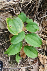 Smilax bracteata