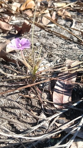 Byblis filifolia, photograph 3