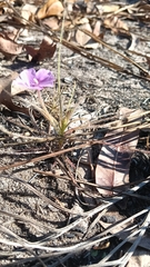 Byblis filifolia, photograph (c) Genevieve Early, some rights reserved (CC BY)