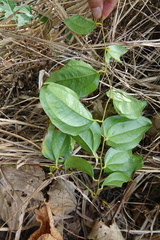 Smilax bracteata