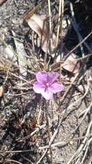 Byblis filifolia, photograph (c) Genevieve Early, some rights reserved (CC BY)