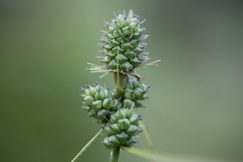 Bush's Sedge (Carex bushii)