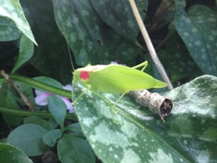 Amblycorypha rotundifolia