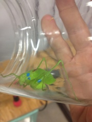 Amblycorypha rotundifolia