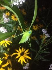 Amblycorypha rotundifolia