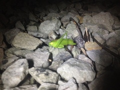 Amblycorypha rotundifolia