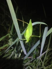 Amblycorypha rotundifolia