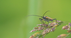 Leptopterna dolabrata