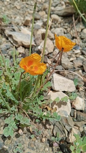 Glaucium squamigerum (Glaucium squamigerum)