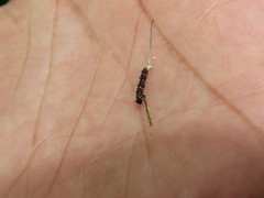 Colobura dirce
