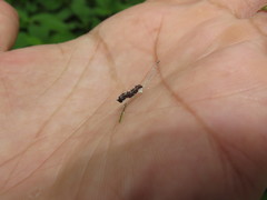 Colobura dirce