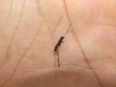 Colobura dirce