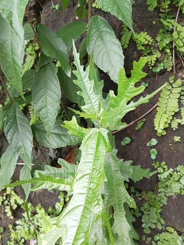 Is-is (Ficus ulmifolia)