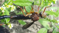 Diogmites platypterus