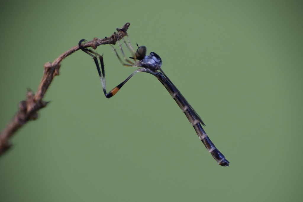 Spot-tailed Pixie