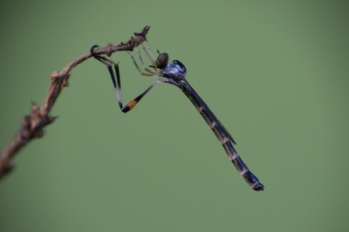 Spot-tailed Pixie
