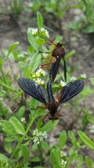 Diogmites platypterus