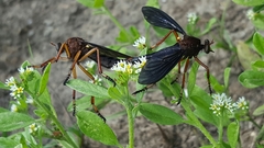 Diogmites platypterus