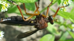 Diogmites platypterus
