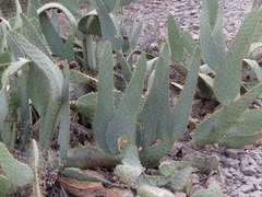Opuntia