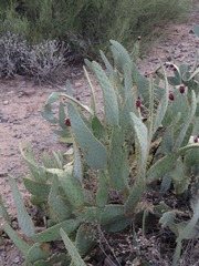 Opuntia