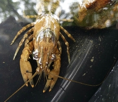 Faxonius erichsonianus