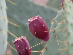 Opuntia
