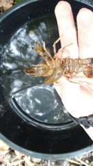 Faxonius erichsonianus