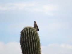 Melanerpes uropygialis