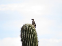 Melanerpes uropygialis