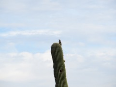 Melanerpes uropygialis