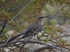Mimus polyglottos