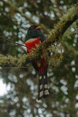 Trogon