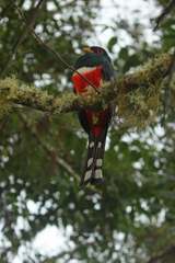 Trogon