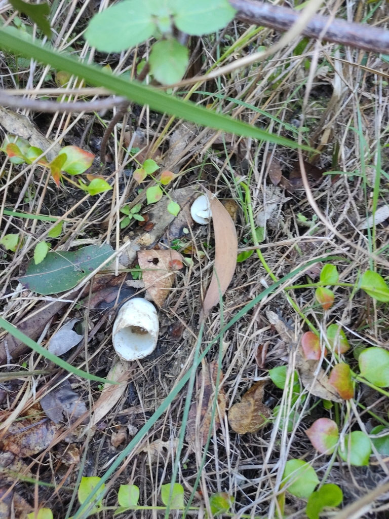 Elseya albagula